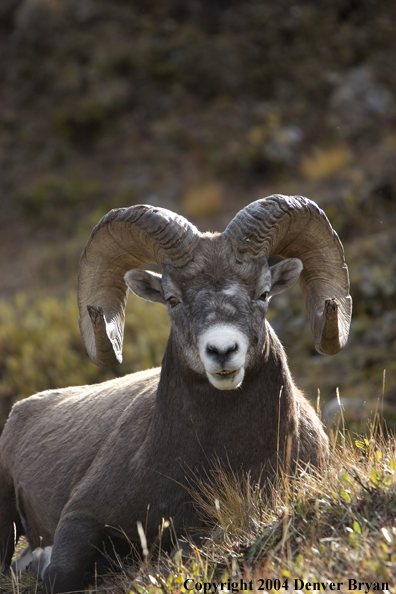 Rocky Mountain bighorn sheep (ram).