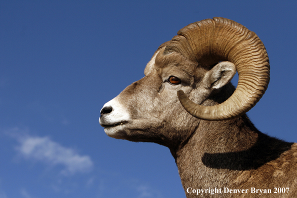 Rocky Mountain Bighorn Sheep