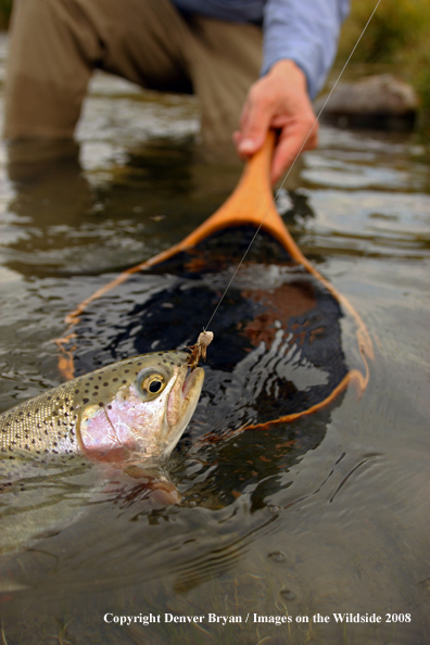 Rainbow Trout with fly