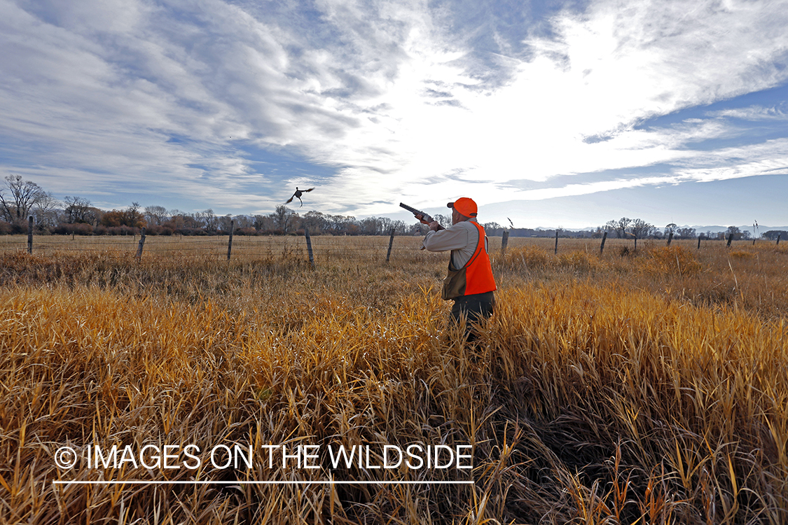 Pheasant hunter shooting at flushed game.