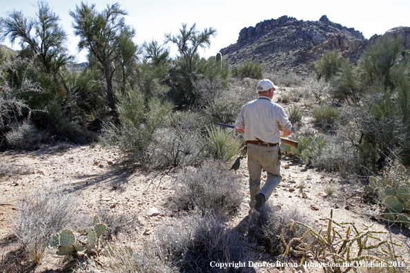 Upland game bird hunter hunting desert quail in Arizona.