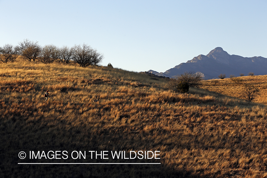 Mearns quail hunting with Brittany Spaniels.