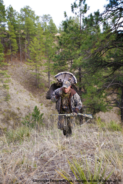 Hunter with bagged (Merriam's) turkey thrown over shoulder