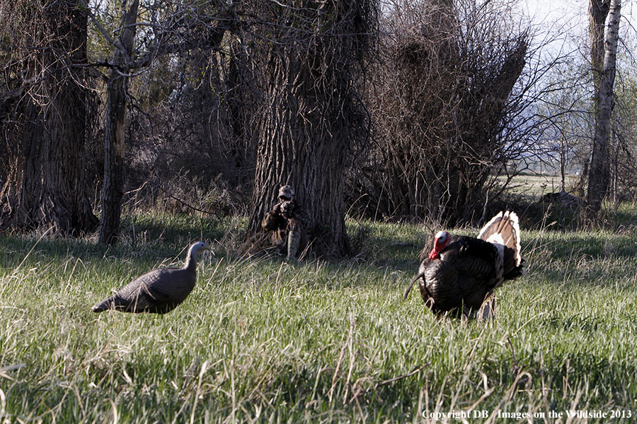 Turkey hunter shooting at gobbler with hen decoy.