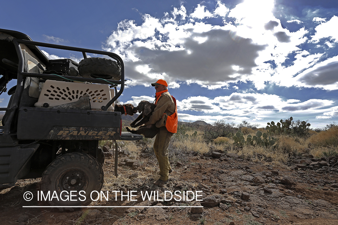 Gambel's Quail hunter with Boykin Spaniel on hunting trip in Arizona.