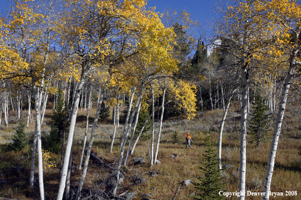 Rifle hunter scouting for big game