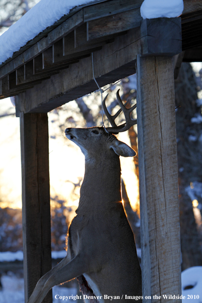 White-tailed buck killed by hunter. 