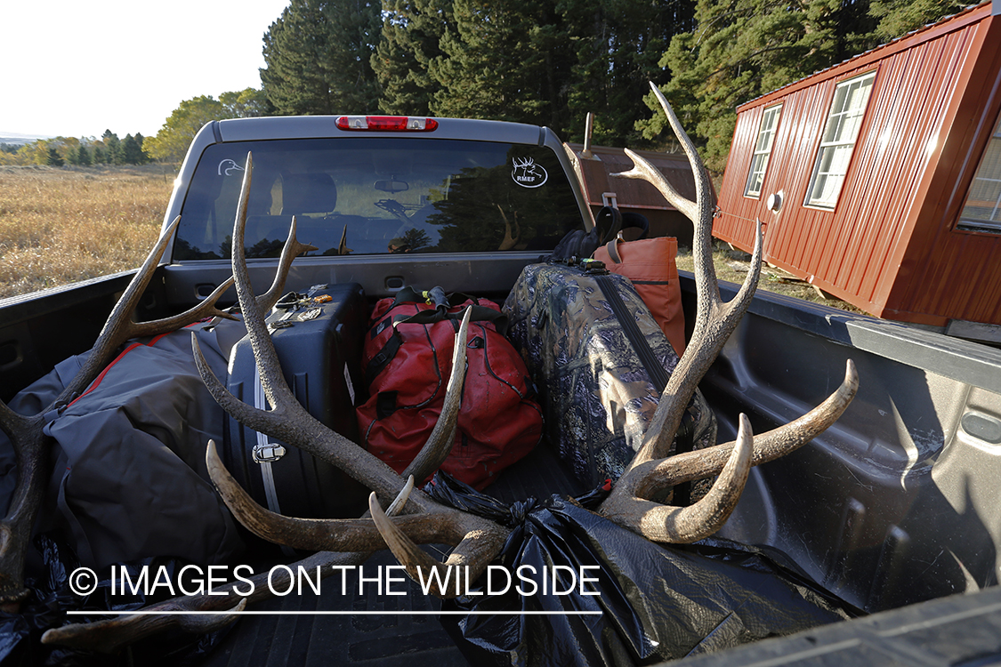 Bagged bull elk in bed of pickup.