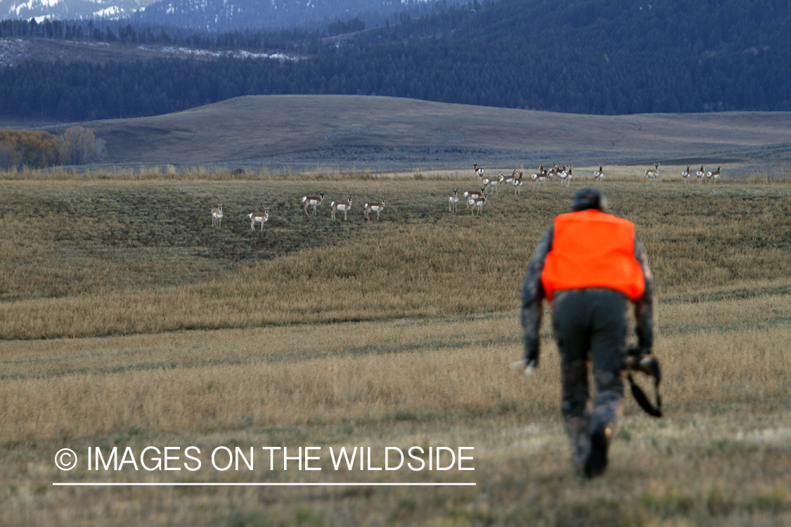 Pronghorn Antelope hunter stalking antelope in field.
