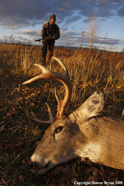 Bowhunter approaching whitetail buck kill.