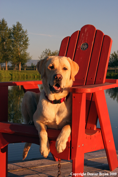 Yellow Labrador Retriever in chair