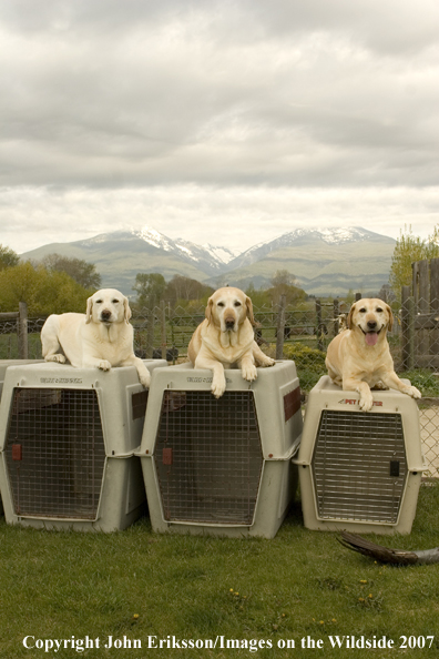 Yellow Labrador Retrievers