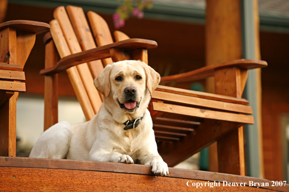Yellow Labrador Retriever