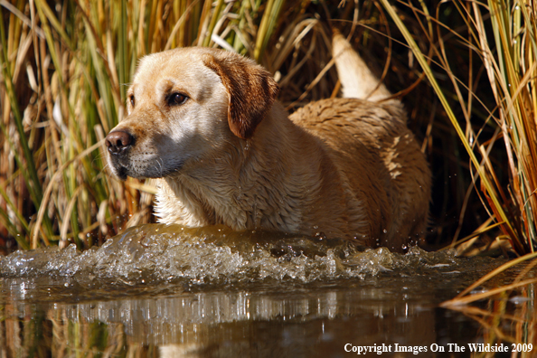 Yellow Labrador Retriever