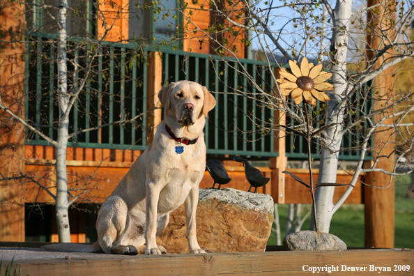 Yellow Labrador Retriever in yard