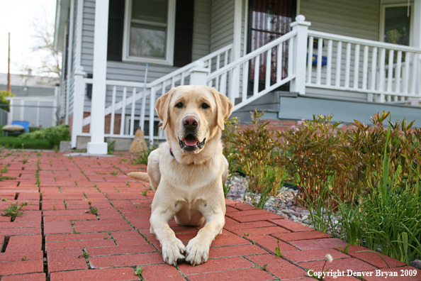 Yellow Labrador Retriever in front of house