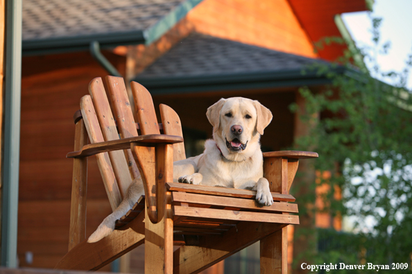 Yellow Labrador Retriever in chair
