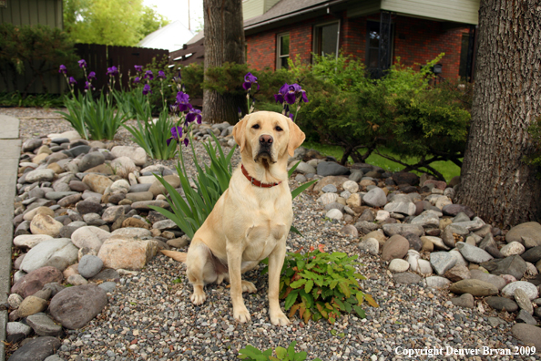 Yellow Labrador Retriever by flowers