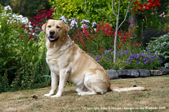 Yellow Labrador Retriever in yard