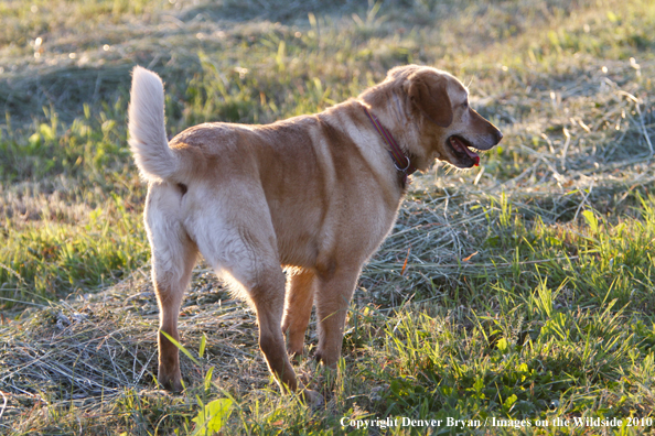 Yellow Labrador Retriever