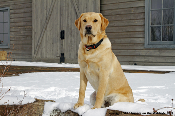 Yellow Labrador Retriever 