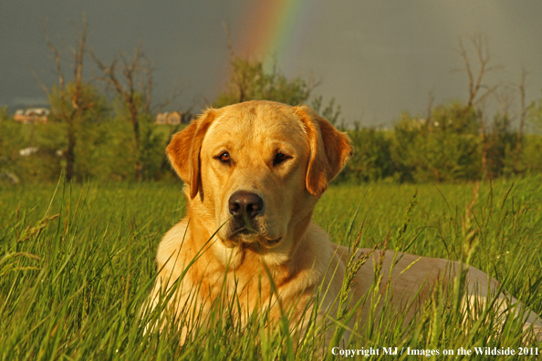 Yellow Labrador Retriever.
