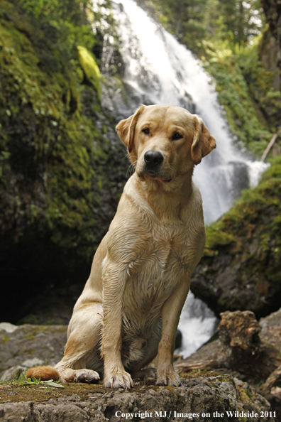 Yellow Labrador Retriever.
