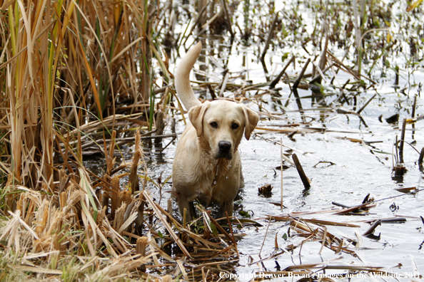 Yellow Labrador Retriever in water. 