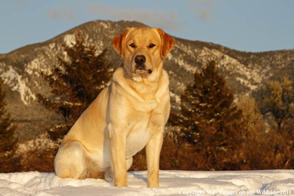 Yellow Labrador Retriever in snow.