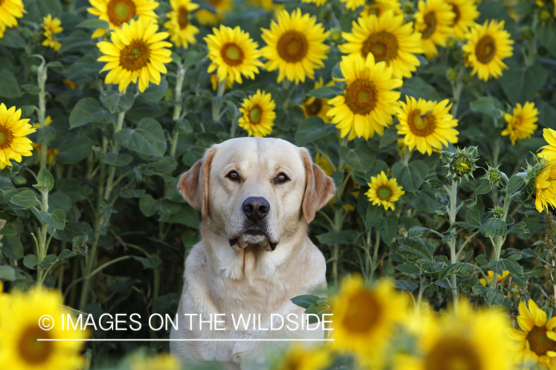 Yellow Labrador Retriever in sunflower field.