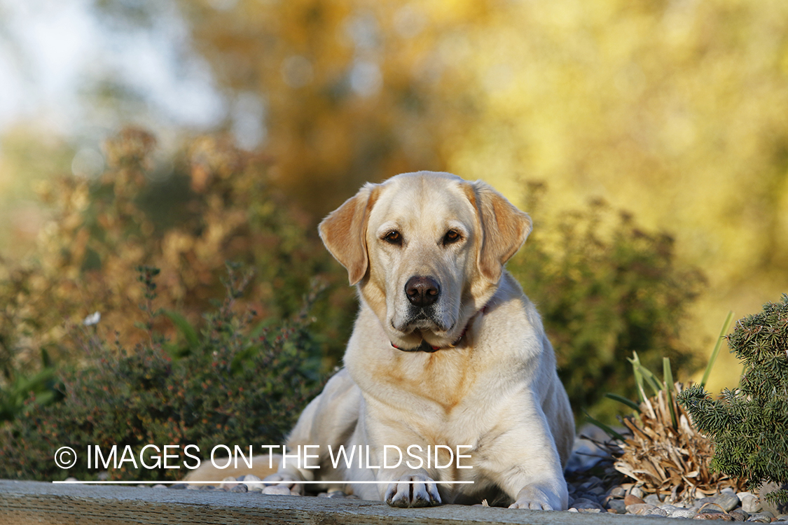 Yellow Labrador Retriever sitting by shrubs.