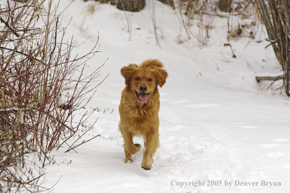 Golden Retriever running in snow.