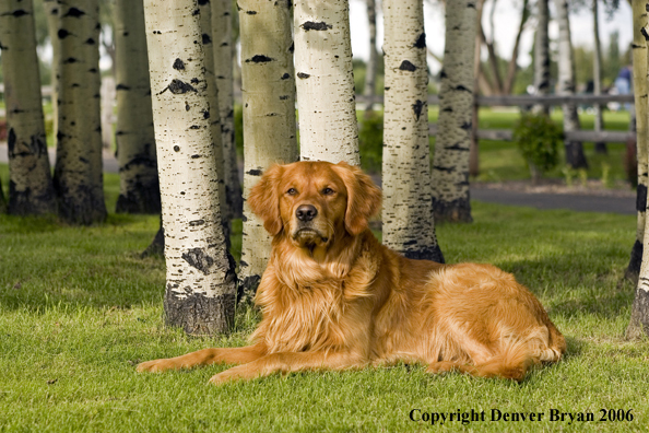 Golden Retriever in Aspen trees.