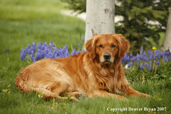 Golden Retriever