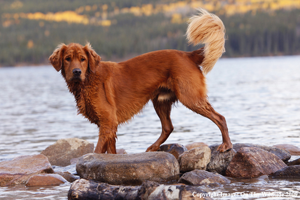 Golden Retriever