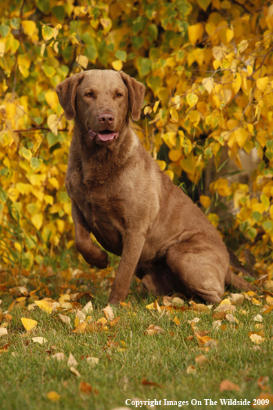 Chesapeake Bay Retriever