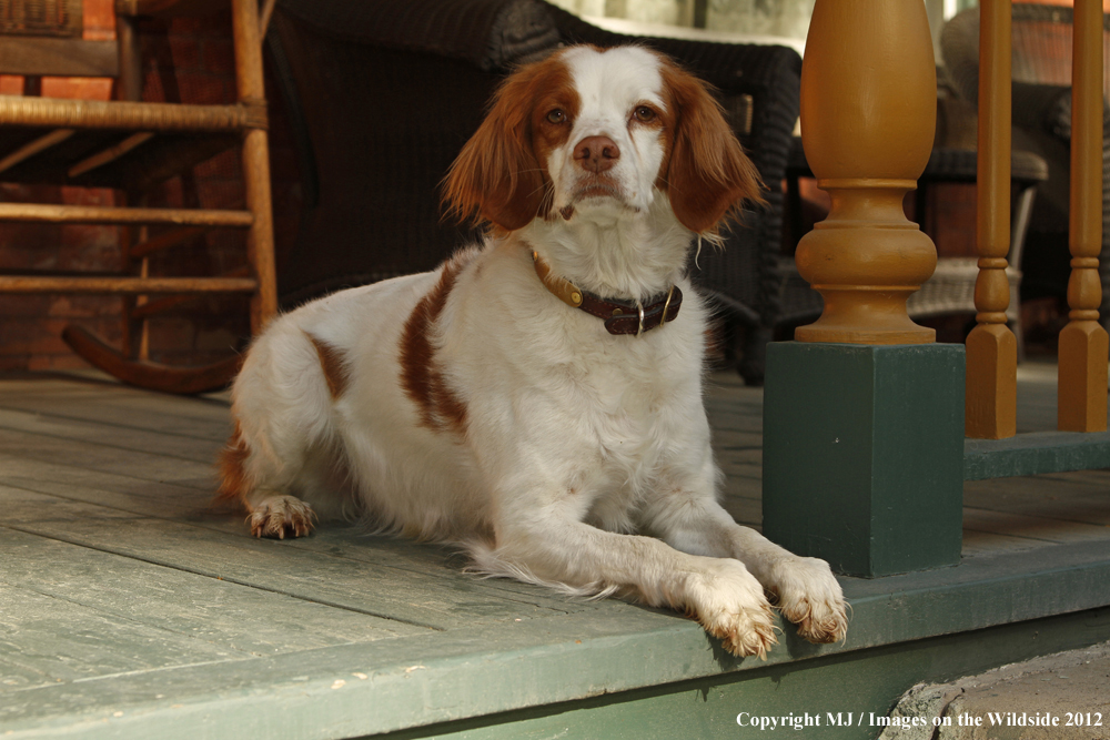 Brittany Spaniel on porch.