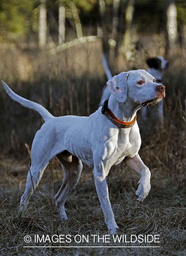 English pointers in field.