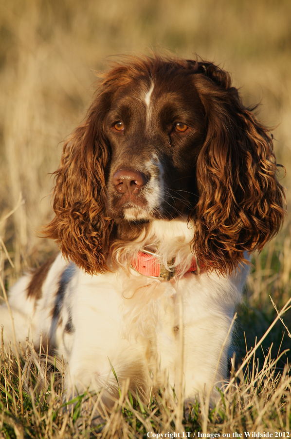Springer spaniel. 
