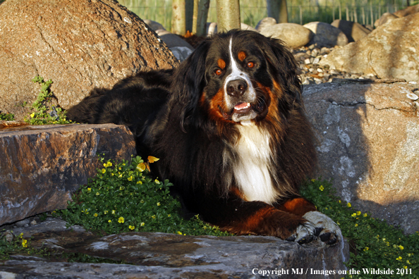 Bernese Mountain Dog. 
