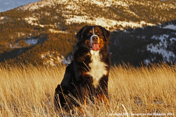 Bernese Mountain Dog.