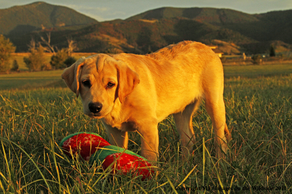 Yellow Labrador Retriever puppy