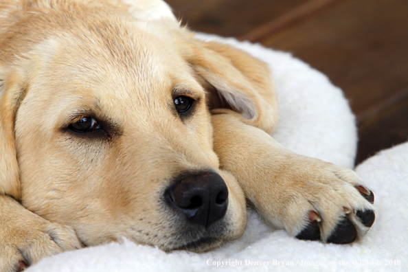 Yellow Labrador Retriever Puppy