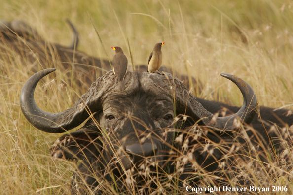 African Cape Buffalo