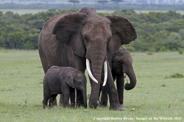 African Elephant (cow with calf)
