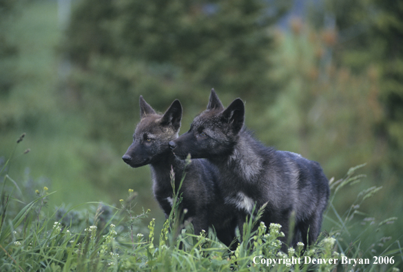 Gray wolf pups in habitat. (Black phase)