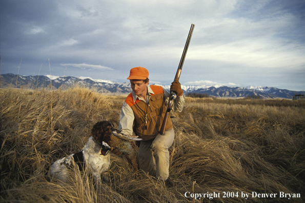 Upland bird hunter taking pheasant from English Springer Spaniel.