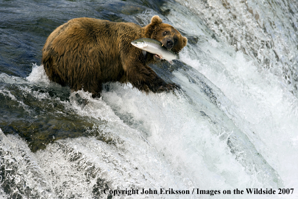 Brown bear fishing