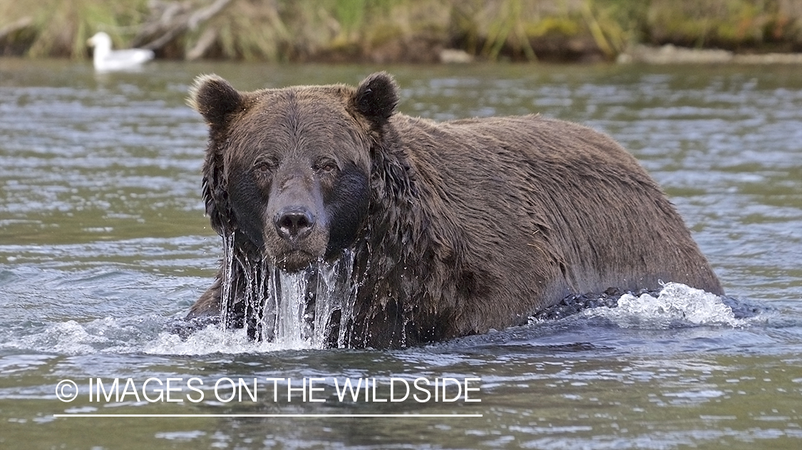Brown Bear in habitat.