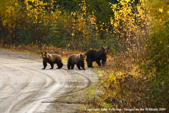 Brown/Grizzly Bear in habitat